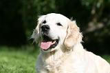GOLDEN RETRIEVER 980